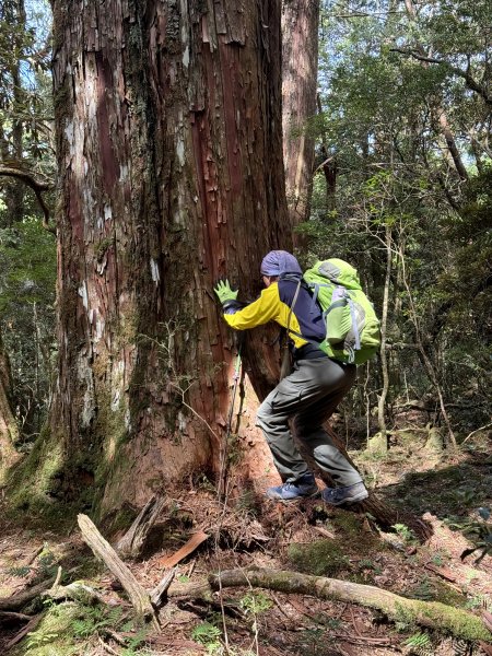 塔曼山 連走 拉拉山森林遊樂區 O繞 202510112923669