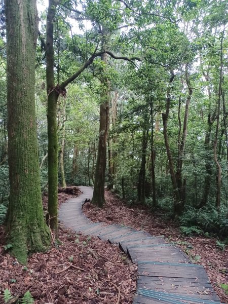 【桃園復興】台灣百大必訪步道。 東眼山森林遊樂區-東眼山自導式步道2835943