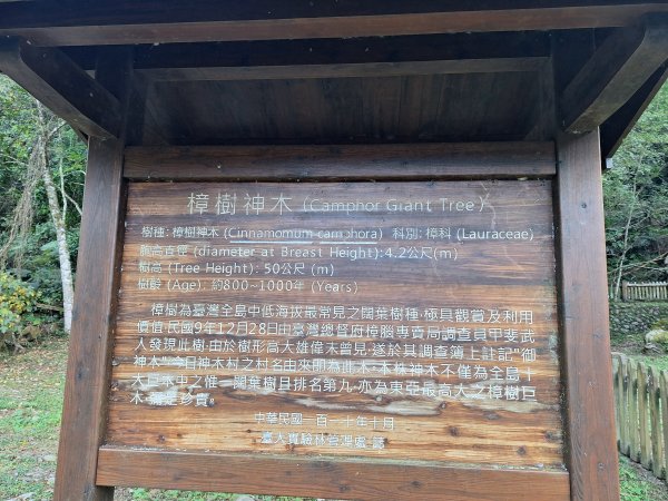 神木村千年樟木202512112959518