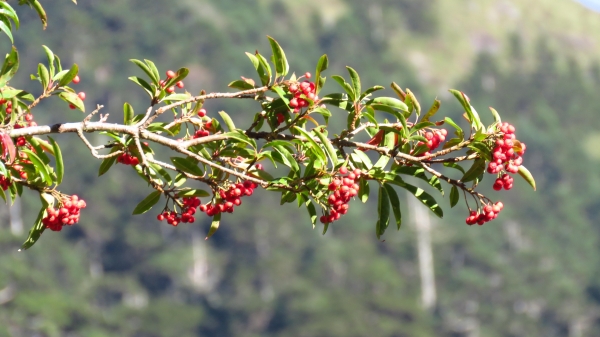 超越自我奇萊南華行24216