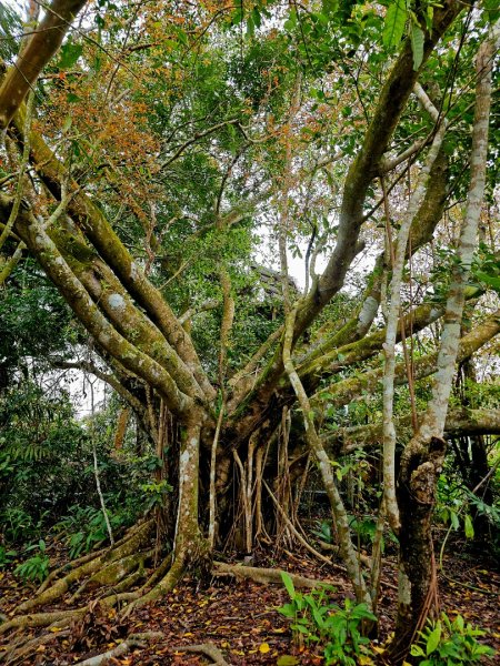 西阿里關山-小百岳#66-高雄市甲仙區2750002