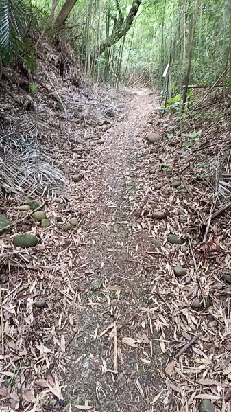 20250517 倒別牛-中坑山-飛鳳山 大O型2790396