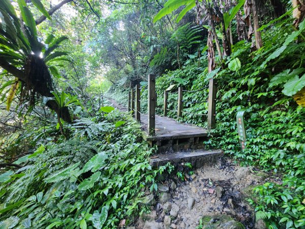 20240707馬胎古道2780987