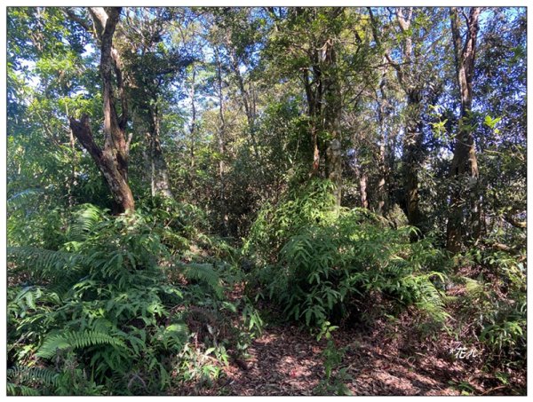 武界山、獅凸魯山、橫屏山、橫屏山西峰 連走2846133