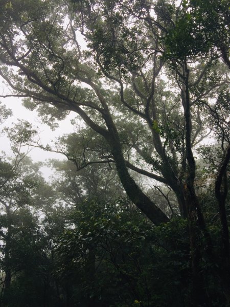 汐止大尖山-一坑古道（汐平通嶺步道）534373