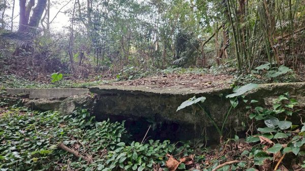 20260127流水蓮華-飛沙縱走-坑尾山南稜2992553