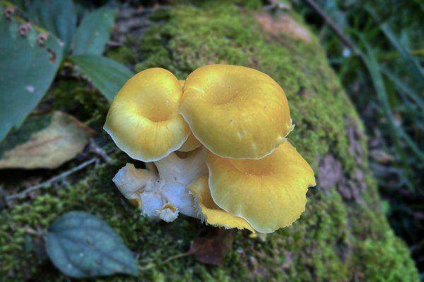 大小劍-油婆蘭全紀錄2674294