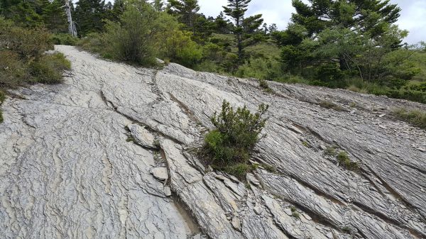 合歡西峰步道 2017 08 08153511