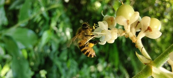 2025/06/28_馬胎+南坪古道2823756