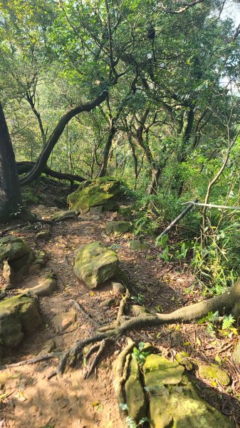 2025-0204 鶯歌_大凍山_三角埔頂山_迴龍2707996