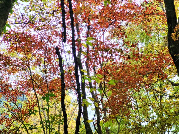 【戀戀楓紅】霞喀羅賞楓行2675608