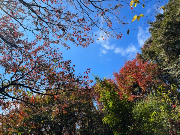 大雪山林道-小神木-啞口觀景台-天池-稍來山-稍來南峰1558272