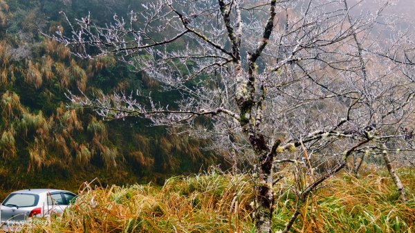 #太平山 #望洋山 #霧淞 1/222986039