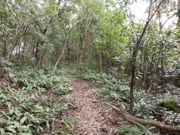 基隆市三層山+湳子大崙+淡基橫斷古道+面桶寮土地公2982244