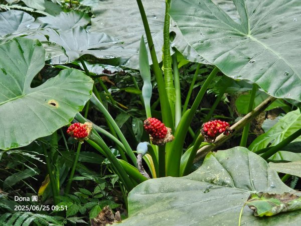 大溪大九芎步道上小百岳溪洲山(H577m)2844298