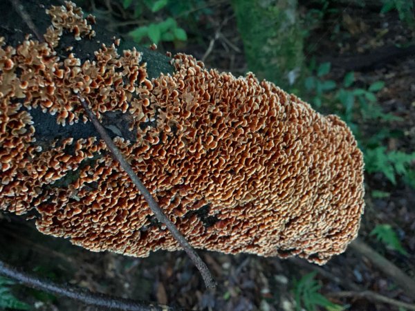 大湖馬拉邦山（小百岳）1065686