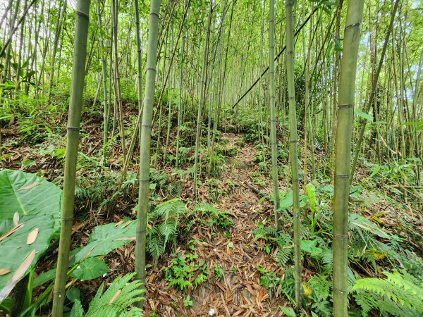 20250427大山背山田寮山毬子山騎龍山2933649