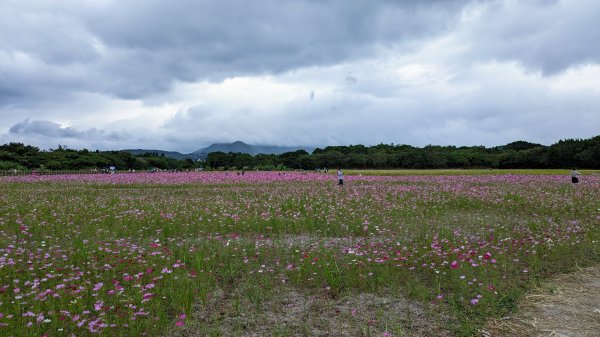 關渡花海,大龍峒孔廟,保安宮,迪化街2345362