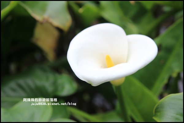 竹子湖繡球花季594219