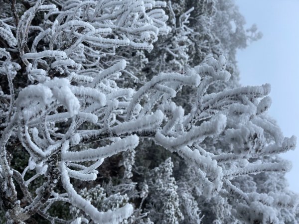 絕美銀白世界 玉山降下今年冬天「初雪」1236100