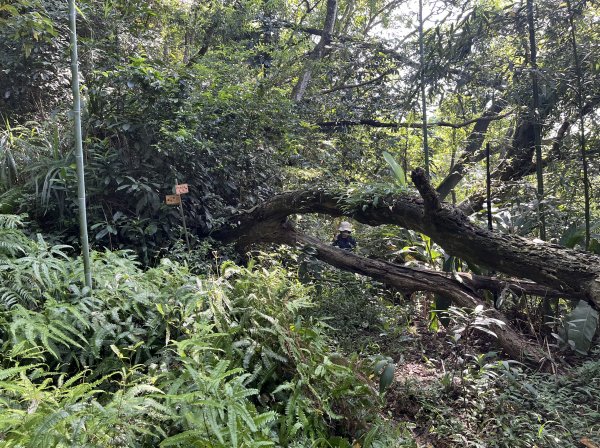 [皮皮獅Hike客任務-01/10] 2024_0720 打牛崎古道2557017