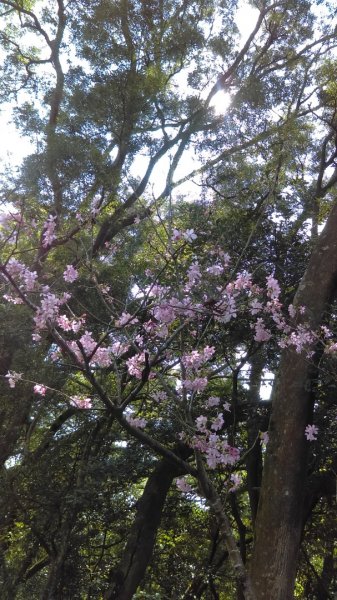 絢麗燦爛的滬尾櫻花大道、景致優美的天元宮874758