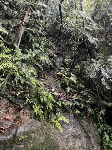 台北大縱走第四段2798711