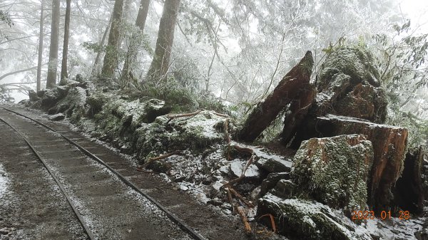 霧茫茫雪白冰封世界-太平山首度追霧淞成功202301282009612