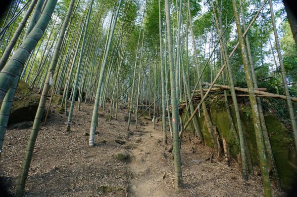 南投 鹿谷 龍鳳山、龍鳳峽山、三叉崙山、水桶寮山、內樹皮山、羊頭崙山、志騰山、竹崙山、溪頭山2962255