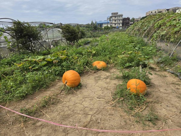 20260522淡水南瓜隧道-下奎柔百合花園-錦繡莊文化園區3062855