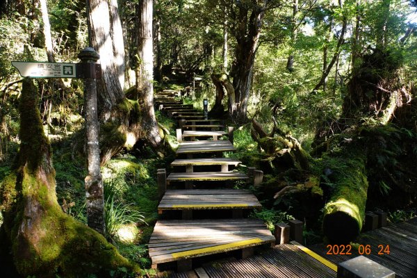 宜蘭 大同 太平山森林遊樂區 檜木原始林步道1743673