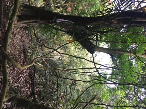 糖子恩山（鐵谷山宮2752022