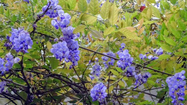 土白公路版1662785