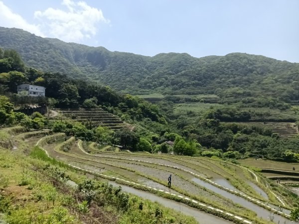 石門區嵩山百年水梯田鳶尾花祭+阡陌步道2763527