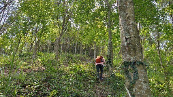 (姨婆趴趴走)第四集:桃園枕頭山古砲台步道、枕頭山、枕頭山西峰環狀縱走2111973