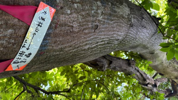 美濃雙溪樹木園（九芎林山2905634