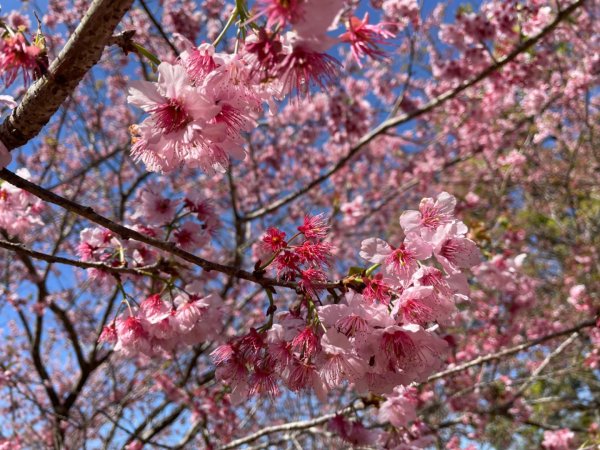 復興鄉悠然秘境櫻花🌸林野餐🧺2722986