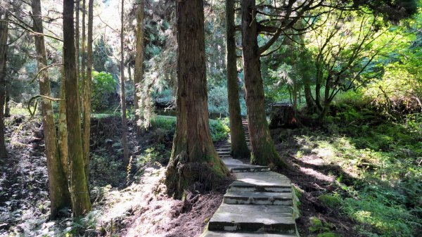 阿里山森遊區-祝山,對高岳步道2536979