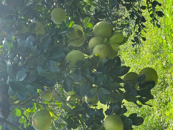 苗栗西湖-柚子山步道2615560