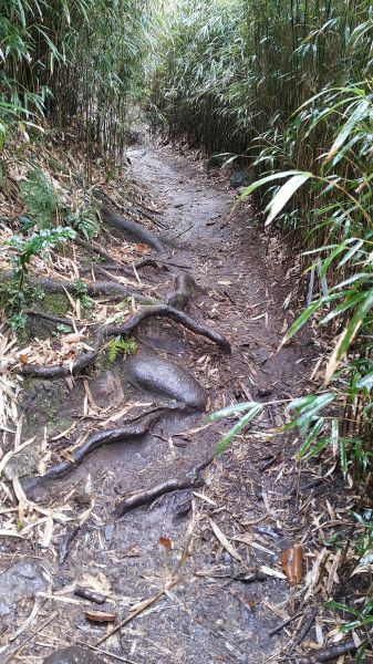 悠閒與激情交盪的加里山114120