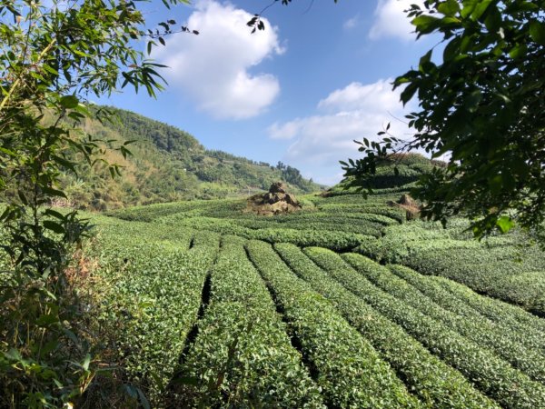 嘉義縣番路鄉二延平山1965562