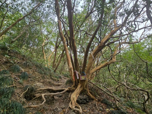 女仍山（小百岳）2752512