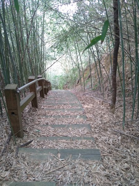 山塘背登山步道-竹林秘境1606214