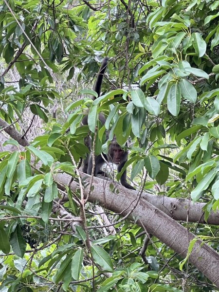 小百岳-里龍山2752570