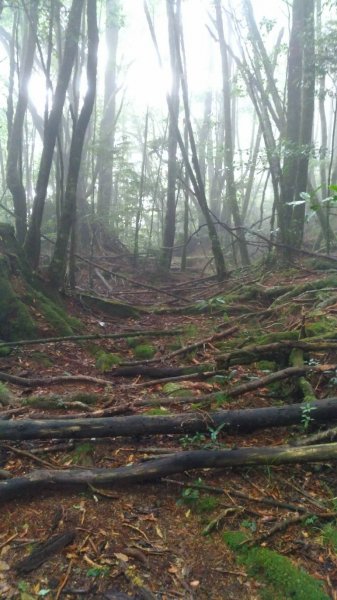 10710大雪山_稍來小雪山步道448418