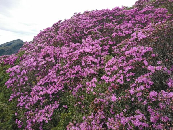 合歡山北峰 紅毛杜鵑611406