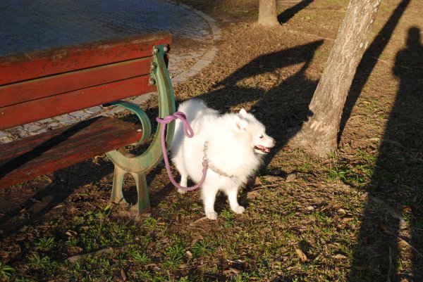 帶銀狐犬去廍子公園散步 2024.1.162404675