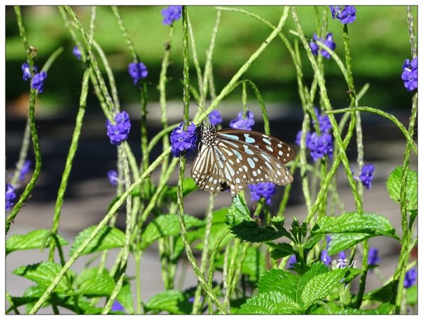 台中/大坑4號步道634911