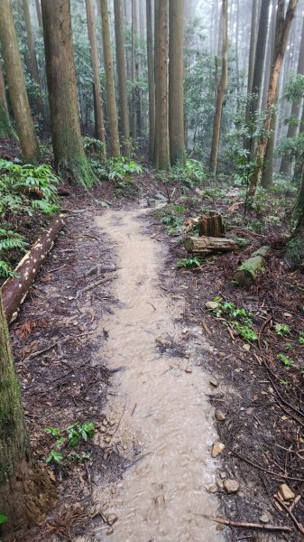 20230730 苗栗加里山午後雷陣雨篇（中級山小百岳）2235187