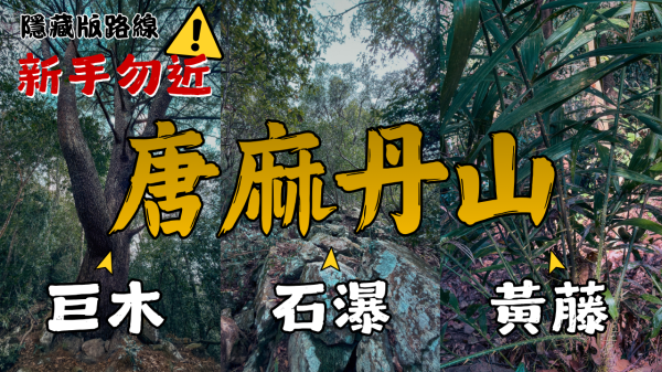谷關七雄唐麻丹山冷門路線：穿越黃藤與石瀑，擁抱五葉松巨木的隱藏版探險